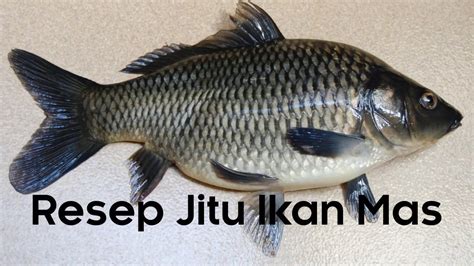 10 Umpan Ikan Mas Jitu yang Ampuh dan Terbukti Membuat Ikan Mas Terkail!